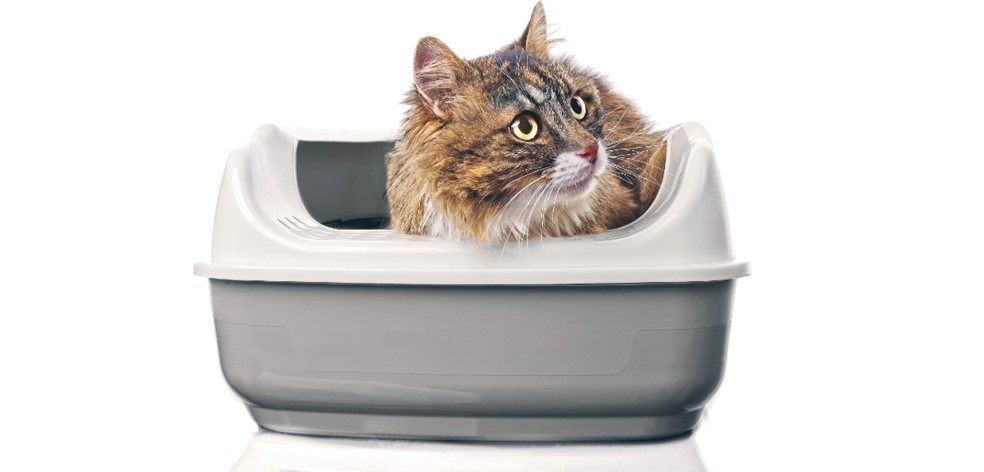 How to Train a Cat to Use a Litter Tray