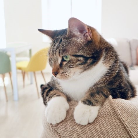 How to Stop Cats from Scratching Furniture