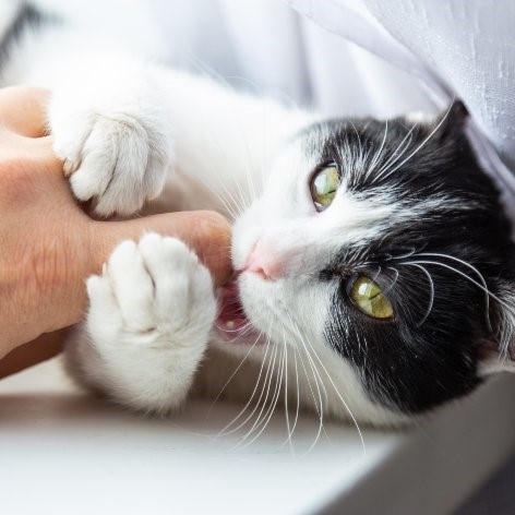 How often do you clean your cat's litter tray?